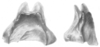 Ceuthophilus (Ceuthophilus) osagensis Hubbell, 1936: Fig. 34. epiphallus. (Otu).