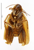 CollectionObject 1587655; MNHN(SF IMPORT DUPLICATE) MNHN-EP-EP1809, 7d46074e-2d8e-4956-a1dc-da00999d0c57: CC BY-NC-ND 4.0/MNHN - Depraetere Marion - 2014. Paratype, male, of umbrina Princis, 1963. Specimen number: MNHN-EP-EP1809. http://coldb.mnhn.fr/catalognumber/mnhn/ep/ep1809. (CollectionObject).