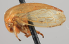 Habitus, lateral view on Anisostylus stylatus Caldwell, 1949: (Observation).