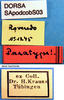 CollectionObject 1530807; 8f9f72ad-fd23-4917-92d6-2e1730d5b14f: labels (syntype). (CollectionObject).