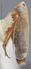 Habitus, lateral view on Amblysellus acuerus DeLong & Hamilton, 1974: Lateral. (Observation).