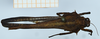 CollectionObject 1506077; f83b31c4-a211-4d19-a903-bc455aa3187c: female, dorsal view (syntype). (CollectionObject).