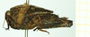 CollectionObject 1574855; bd6533a0-7023-463e-a8d4-e662380988f3: female, lateral view (syntype). (CollectionObject).