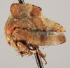 Habitus, lateral view: !! display not done !! on Telamonanthe pulchella (Ball, 1903): (Observation).