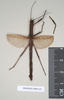CollectionObject 1559139; 18de9399-c13d-434a-a238-42a9dc227728: copyright Natural History Museum, London. female (syntype). (CollectionObject).;CollectionObject 1559140; 72b1980c-941b-4f93-8ee5-e9ed0faa7475: copyright Natural History Museum, London. female (syntype). (CollectionObject).