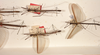 CollectionObject 1560839; e3c0a1b5-2d41-46d6-b497-1524f585e6c0: copyright ZMUH. males: dorsal view (paralectotypes). (CollectionObject).;CollectionObject 1560840; 276f8f8e-3b80-4f0a-a598-aa14ae109e37: copyright ZMUH. males: dorsal view (paralectotypes). (CollectionObject).