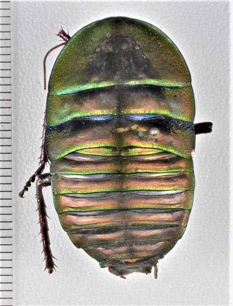 Polyzosteria fulgens