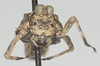 CollectionObject 1581250; cf091e36-2587-4e4e-b9ea-39d1094f987f: female, frontal view (syntype). (CollectionObject).