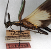 CollectionObject 1558267; 7a2e2ca5-789b-4633-83a5-cb92a0bad8a7: copyright NMW. male: head and thorax, lateral view (syntype). (CollectionObject).