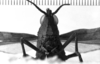 CollectionObject 1530130; e3e20456-ef84-4d6c-8113-15dd2fa075c7: Image Carbonell, C.S. female frons (holotype). (CollectionObject).