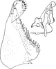 Subgenital plate, ventral view on Coganoa asiatica Dworakowska, 1979: Subgenital plate, stylus and connective. (Observation).