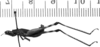 CollectionObject 1535432; ee74eca8-a592-4a4c-a6cc-578161a0b520: male, lateral view (holotype). (CollectionObject).