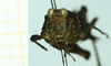 CollectionObject 1477090; 74e374c3-4ab4-4d1b-8ebc-799dac7b7f91, NHMUK010924781: female, frontal view (lectotype). (CollectionObject).