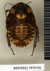 Apotrogia angolensis Kirby, 1900: Copyright Natural History Museum, London. Paralectotype (female nymph) in BM(NH). Dorsal view. (Otu).