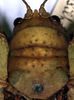 CollectionObject 1517079; 1e80ed91-9974-43cb-8977-d3a85dcd06ca: female head and pronotum, dorsal view (holotype). (CollectionObject).