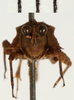 CollectionObject 1529979; NHRS NRM-ORTH 12975, a59ca0ac-20da-4551-8bdb-c0233b5251db: male, frontal view (holotype). (CollectionObject).
