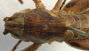 CollectionObject 1517228; 5d00810c-f3ae-4531-8c2f-1d8f5f79cb67: female pronotum, dorsal view (syntype or lectotype). (CollectionObject).