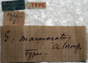 CollectionObject 1595890; 6ce3a762-5757-4649-b916-9c034e9af408: labels (syntype). (CollectionObject).