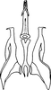 Aedeagus, ventral view on Colladonus espinosus Nielson, 1957: dorsal view. (Observation).