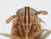 Head on Delphacodes silvae Beamer, 1947: (Observation).