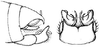 Paragraecia javanica Karny, 1907: male subgenital plate and cerci. (Otu).