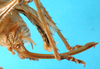CollectionObject 1578130; b792f22b-b223-4917-91cf-0ee33312696c: ovipositor. (CollectionObject).