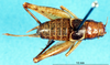 CollectionObject 1537593; 936a217f-e118-4e4f-aeba-4549a8f66404, DORSA EGtaipulP02: female, dorsal view (paratype). (CollectionObject).