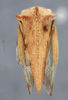 Habitus, dorsal view on Ennya nutans (Stål, 1870): (Observation).