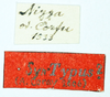 male (syntype), labels. Depicts CollectionObject 1593706; 82acef77-af53-4d05-a625-e85090a510e9, a CollectionObject.