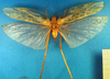 CollectionObject 1500496; a03b0826-e356-415f-89d0-429ef36684ed, DORSA BTaraaccHTF: female, dorsal view (holotype of Arantia accrana). (CollectionObject).