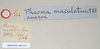 CollectionObject 1560811; 37433f9c-8556-43cf-a296-dde0d4ef6a92: copyright Natural History Museum, London. (CollectionObject).