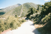 Timema chumash Hebard, 1920: copyright Paul Brock. U.S.A.: California, Mt. Baldy, San Gabriel Mts., Glendora Ridge Road, 29.v.1995 - habitat for Timema chumash. (Otu).