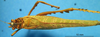 CollectionObject 1538366; 30a726c8-a333-40cb-8825-60b59b1c621d: male, dorsal view. (CollectionObject).