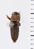 CollectionObject 1506067; 83fd58c7-45d4-404a-84f3-d42a732b1a2c: Male. Syntype. Chile. (CollectionObject).