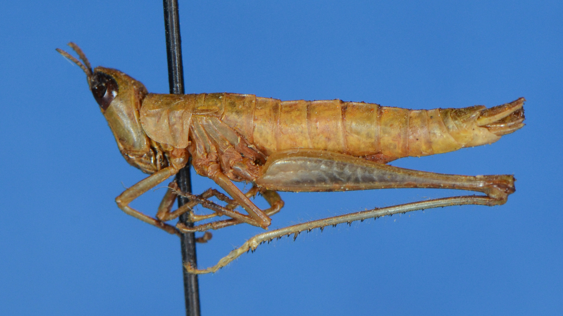 female, lateral view (paratype). Depicts CollectionObject 1589571; 2fbca2b5-a653-4bb0-b43b-e13f73d92c27, a CollectionObject.