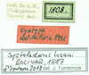 CollectionObject 1531484; 248299c0-b6e6-48de-8393-c6ef4a5579fe: labels (syntype). (CollectionObject).