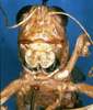 CollectionObject 1505378; fc3d23ee-c6b5-43f7-b0a7-3851a26718c4: female, view (holotype). (CollectionObject).