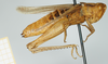 CollectionObject 1519442; 93b5a219-39c2-4960-a891-9297cd9bdf1f, NHMUK10924574: female, lateral view (holotype). (CollectionObject).