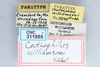 CollectionObject 2765490; 57d30d2f-8d38-4e5c-bfc8-8908990a2b2a, CNCI 311955: Ceuthophilus (Ceuthophilus) williamsoni. (CollectionObject).