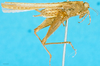 CollectionObject 1566517; 18a6c274-48a7-47f2-91e1-4ca8bb653853: female, lateral view. (CollectionObject).