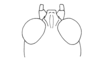 Nadiacris metallica Descamps & Amédégnato, 1972: Fig. 60. male head, dorsal view. (Otu).