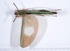 CollectionObject 1562154; 7d65faa0-ce26-449d-9f33-09a9a54ed17d: copyright ANSP. female, dorsal view (holotype). (CollectionObject).