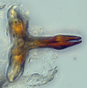 Aedeagus, ventral view: (Observation).