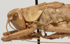 CollectionObject 1527099; c2e3f863-5af9-4251-92e4-d7f58587ec01: male pronotum, lateral view (holotype). (CollectionObject).