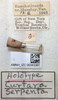 Other on Coarctana serpenta (DeLong, 1980): Male holotype [AMNH]: labels. (Observation).
