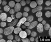 Brochosomes: !! display not done !! on Cuerna alba Oman & Beamer, 1944: CR816 | U.S.A., New Mexico, Otero Co., White Sands NM, Rakitov R. [#02-39], 17-21 Jul 2002 | INHS. (Observation).