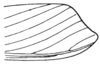Phaeoparia lineaalba lineaalba (Linnaeus, 1764): Fig. 39E. apex of tegmen. (Otu).