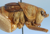 CollectionObject 1517388; cfcafd90-dc7f-4bc0-813e-286108e14fe1: male pronotum, lateral view (holotype). (CollectionObject).
