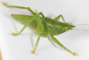 Emeraldagraecia munggarifrons Rentz, Su & Ueshima, 2012: 2014. male. (Otu).