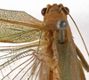 CollectionObject 1529765; be4e4fbd-9f82-40b1-8181-27247cd199e4: female pronotum, dorsal view (holotype). (CollectionObject).